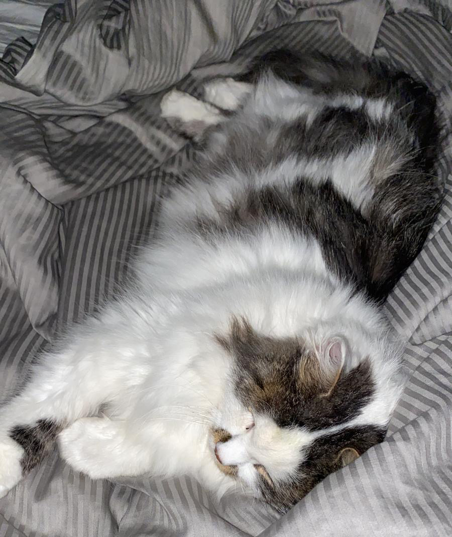 sibirisk katt Bach